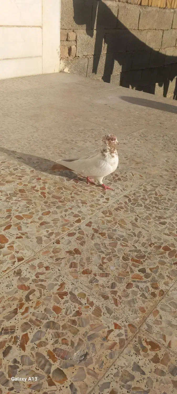 ماده دم زرد|پرنده|سیلاخور, |دیوار