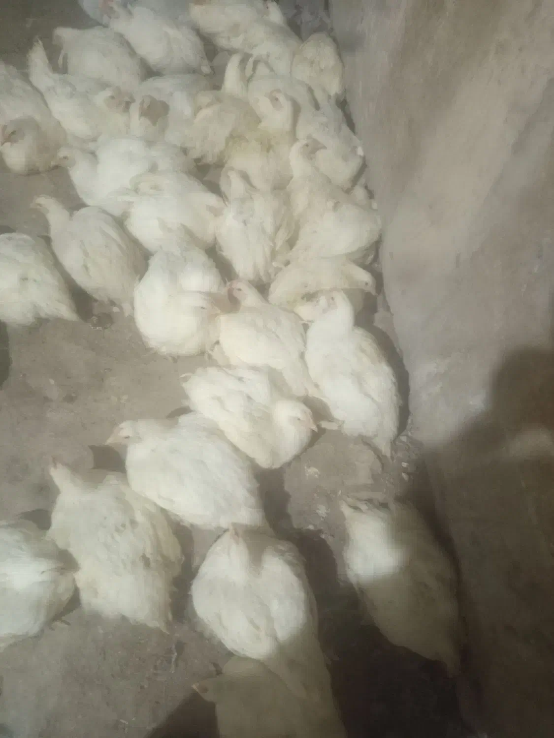 فروش مرغ گوشتی|حیوانات مزرعه|لردگان, |دیوار