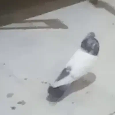 باخت رفتن|حیوانات|قم, علی آباد سعدگان|دیوار