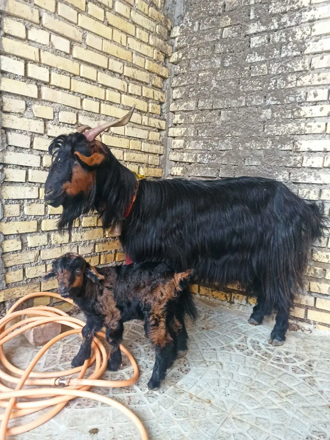 بز ترکی وبیگ نر|حیوانات مزرعه|شوشتر, |دیوار