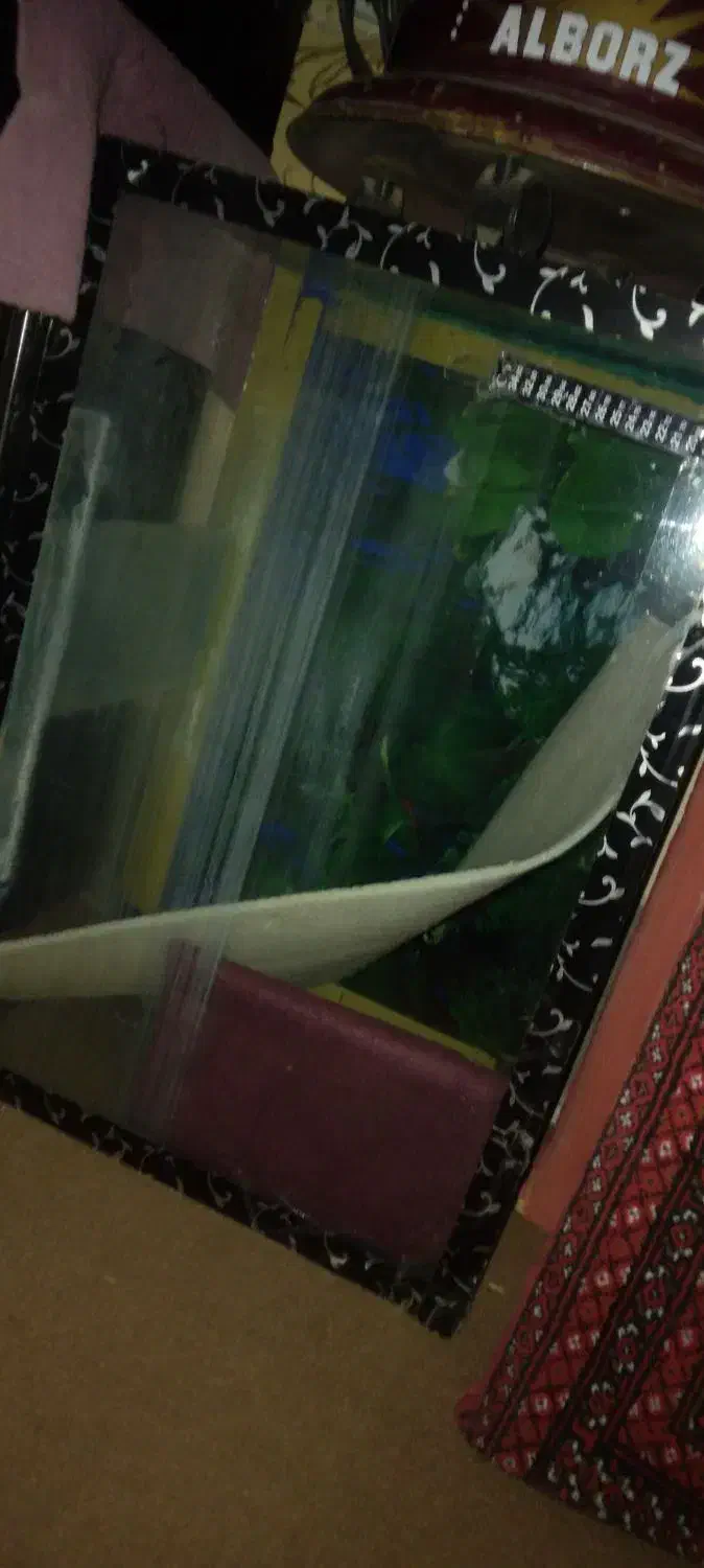 آکواریوم|ماهی|محمدیه-قزوین, |دیوار