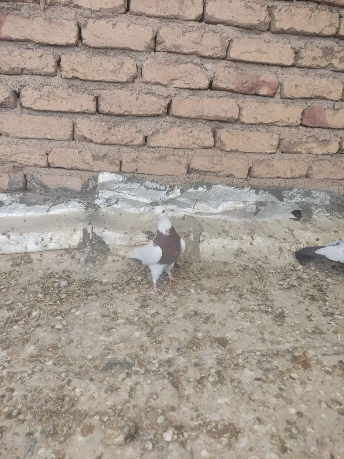 کبوتر طوقی سرخ ماده|پرنده|اصفهان, محمودیه|دیوار