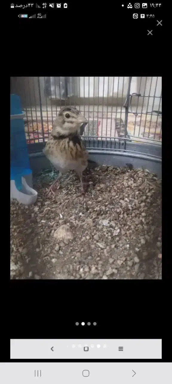 پرنده طوقی دار|پرنده|یزد, |دیوار