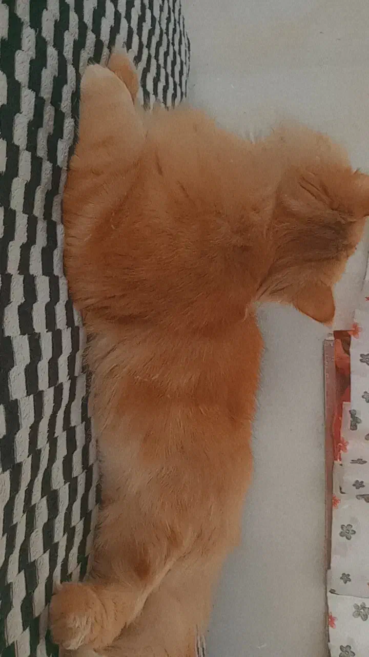 پرشین|گربه|آزادشهر, |دیوار