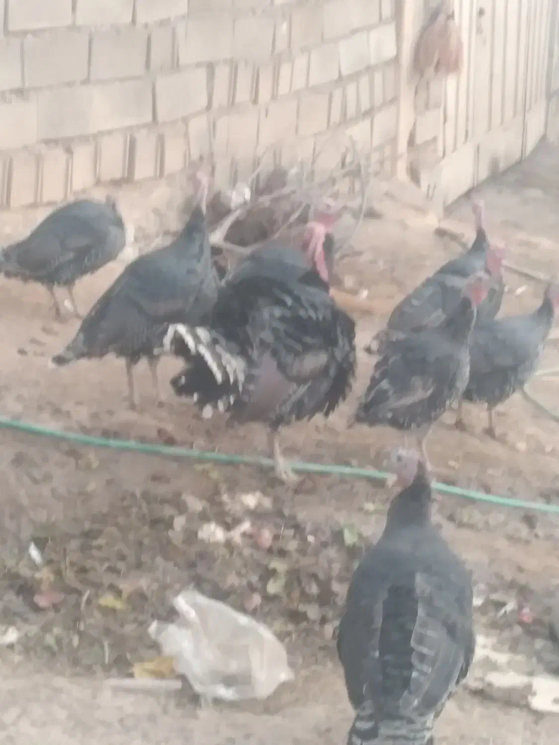 بوقلمون|حیوانات مزرعه|لردگان, |دیوار