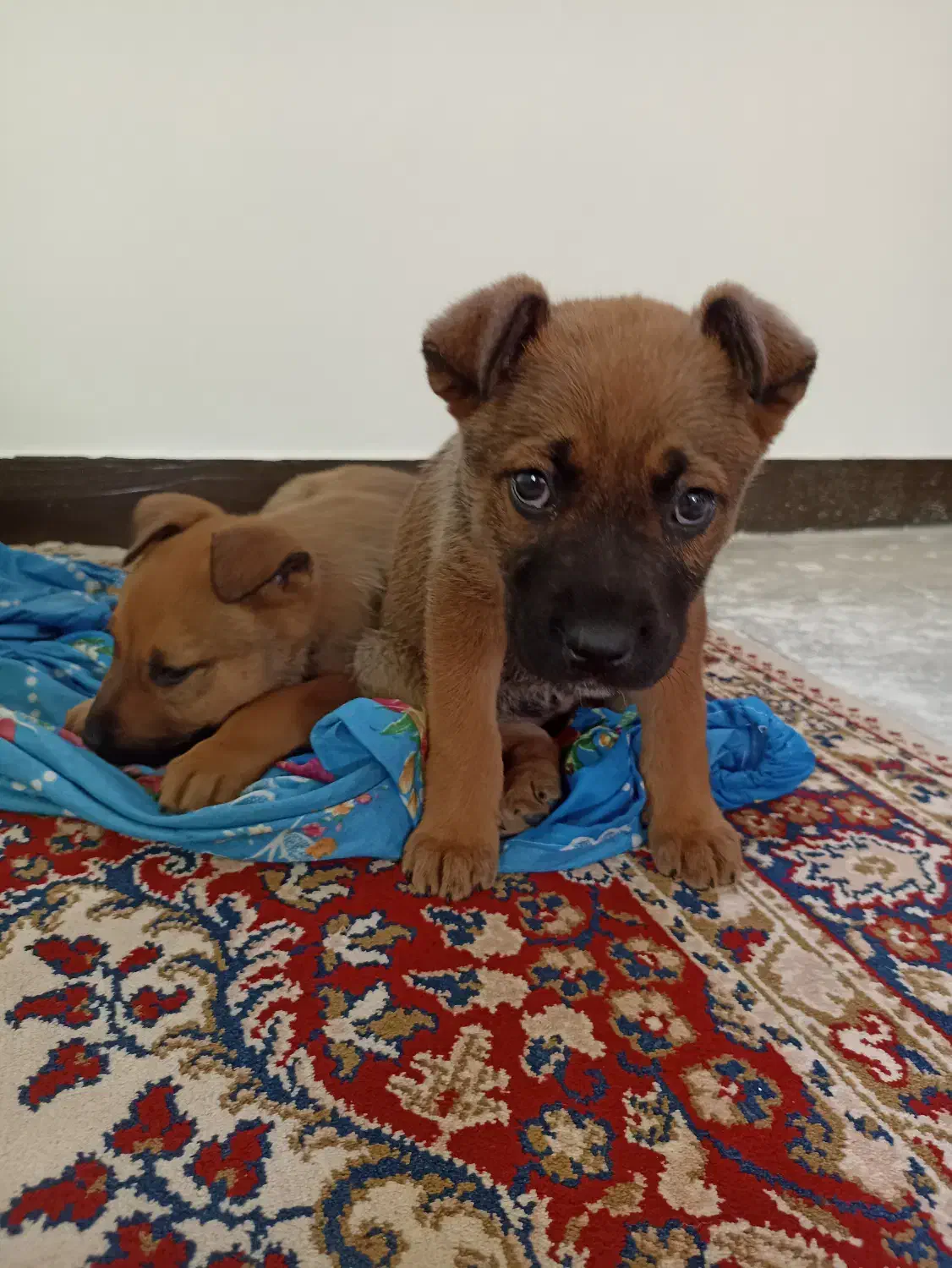 توله سگ دو ماهه|سگ|محمدشهر, عباس آباد|دیوار