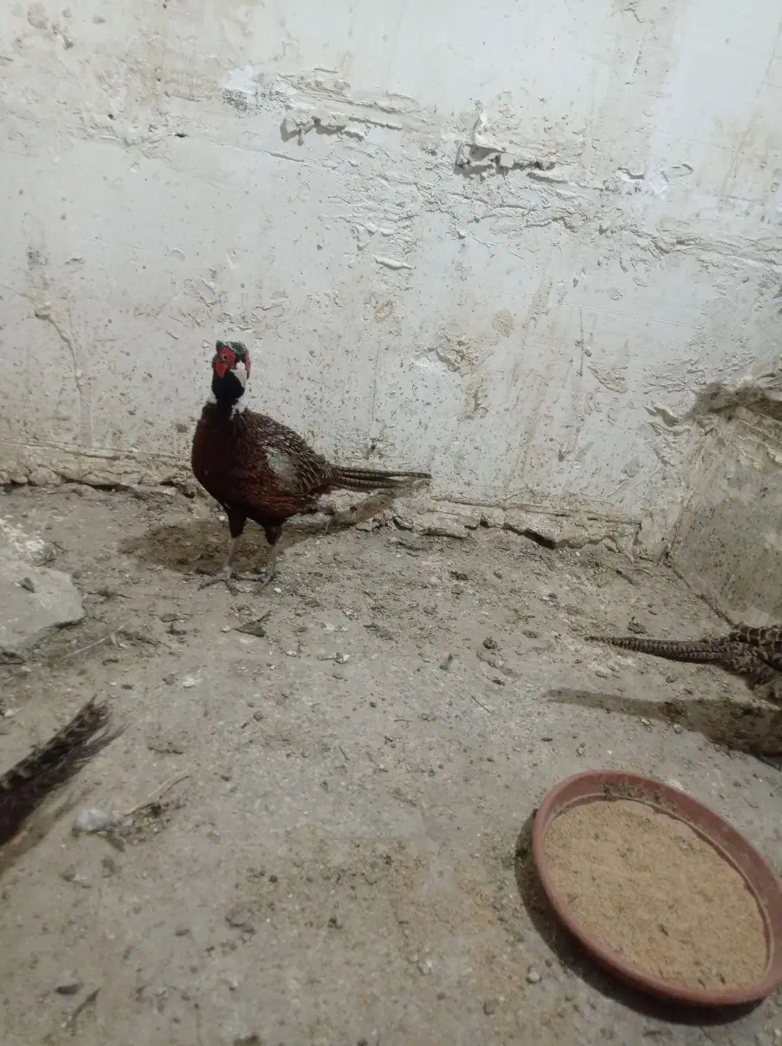 مرغ و خروس زینتی|حیوانات مزرعه|تهران, هفده شهریور|دیوار