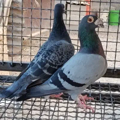 کفتر مسافتی|پرنده|شیراز, بید زرد|دیوار