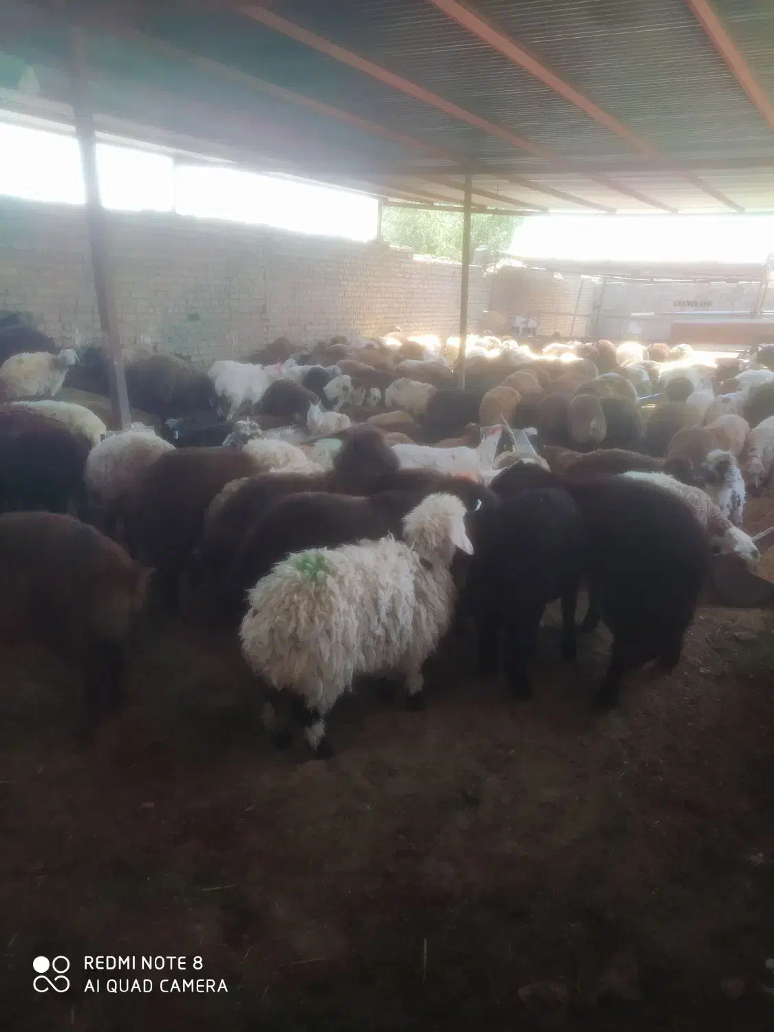 جایگاه مرکزی فروش گوسفند زنده زیر نظر شهرداری|حیوانات مزرعه|مشهد, نوید|دیوار