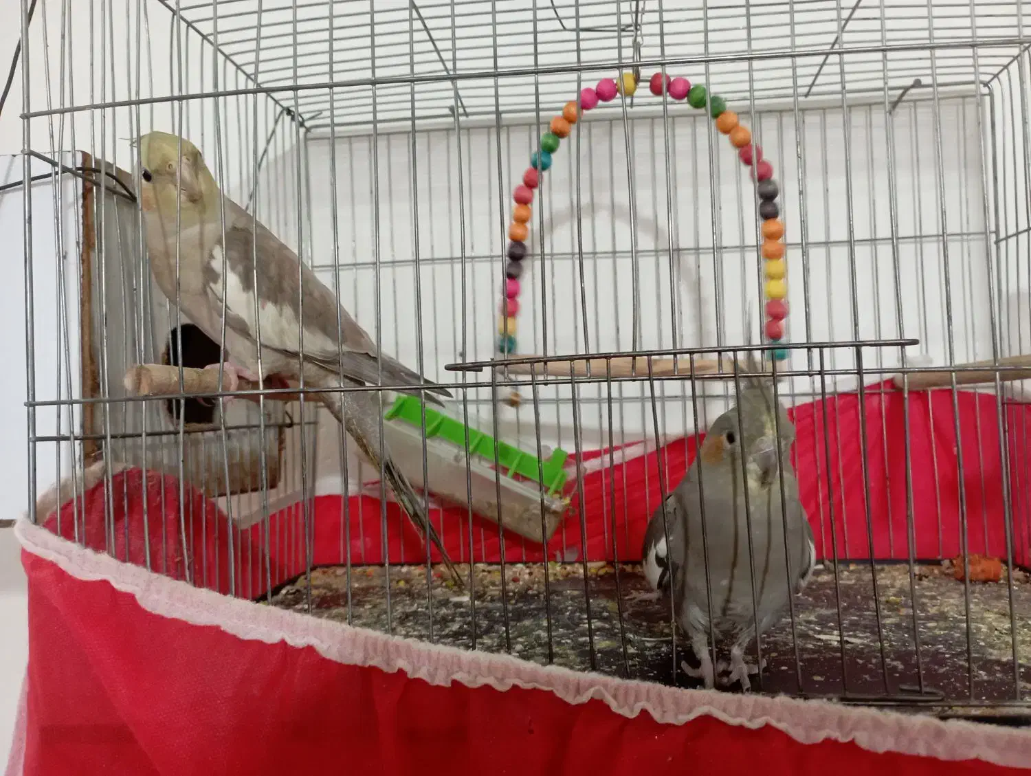 عروس هلندی|پرنده|فلاورجان, |دیوار