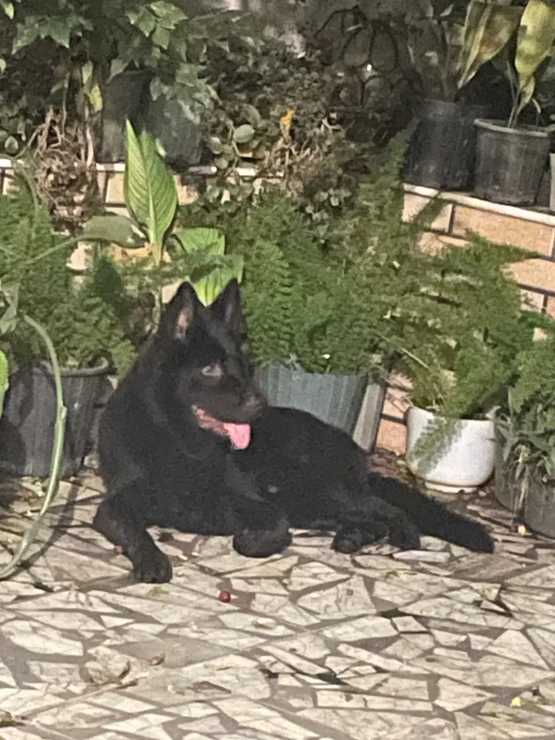 ژرمن بلک اصیل نر|سگ|بابل, |دیوار