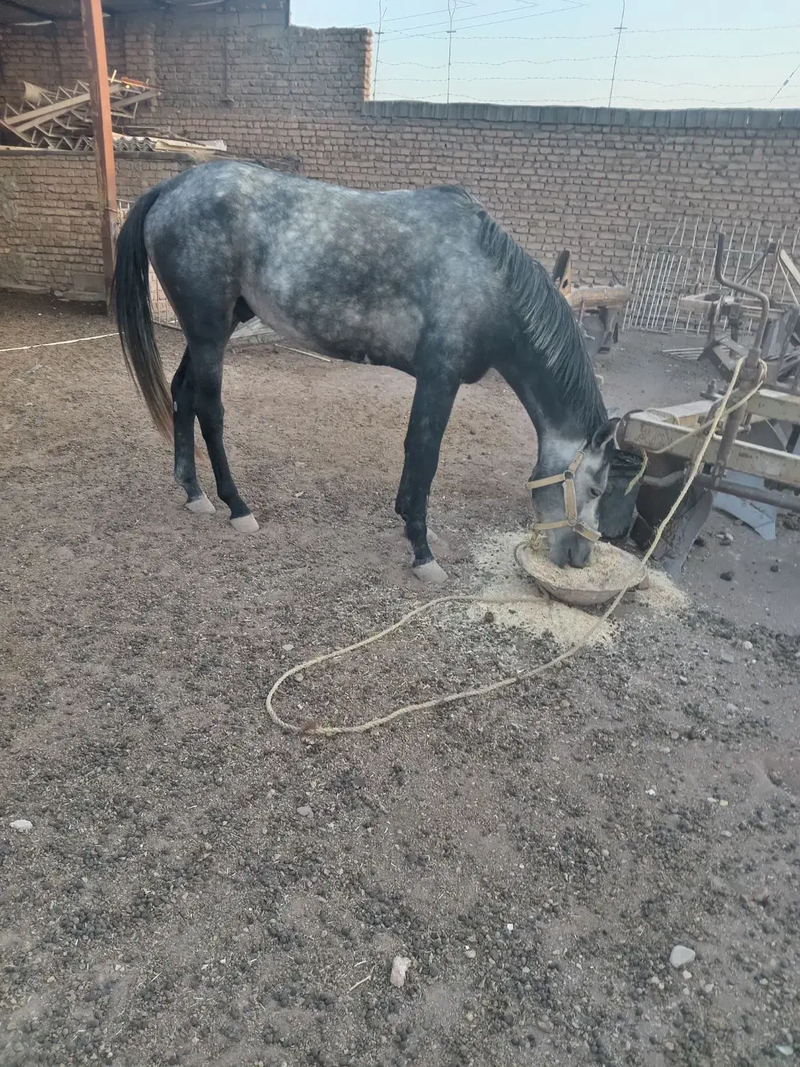 اسب|اسب و تجهیزات اسب‌سواری|میان جلگه, |دیوار