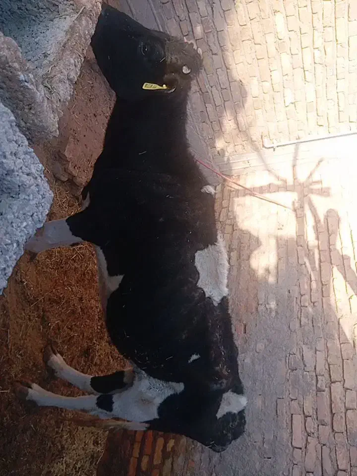 گاو ماده|حیوانات مزرعه|نگار, |دیوار