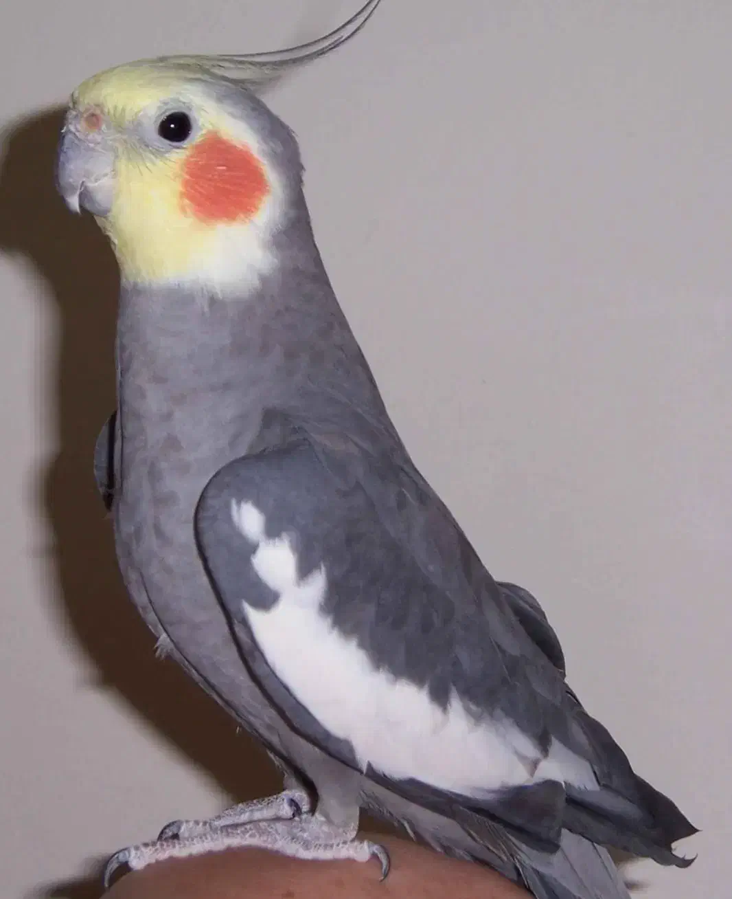 عروس هلندی گم شده|پرنده|بندر امام خمینی, |دیوار