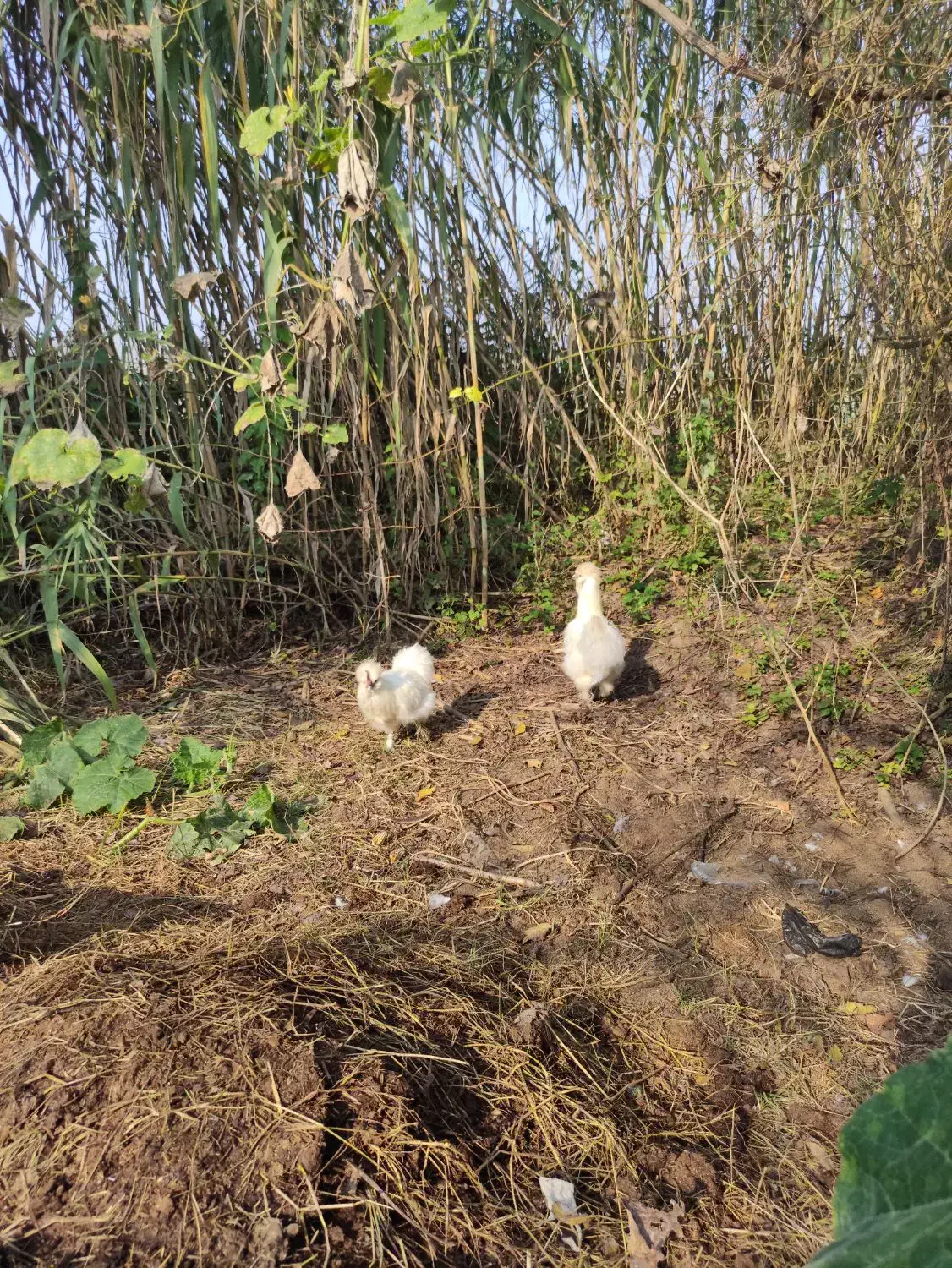 ابریشمی|حیوانات مزرعه|رودبنه, |دیوار