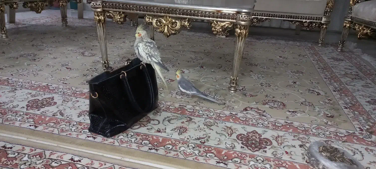 گمشده|حیوانات|ایلام, |دیوار