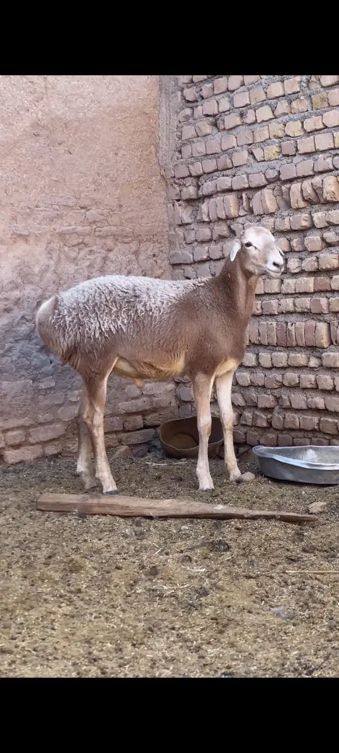 بره چینی قندوزی|حیوانات مزرعه|کاشمر, |دیوار