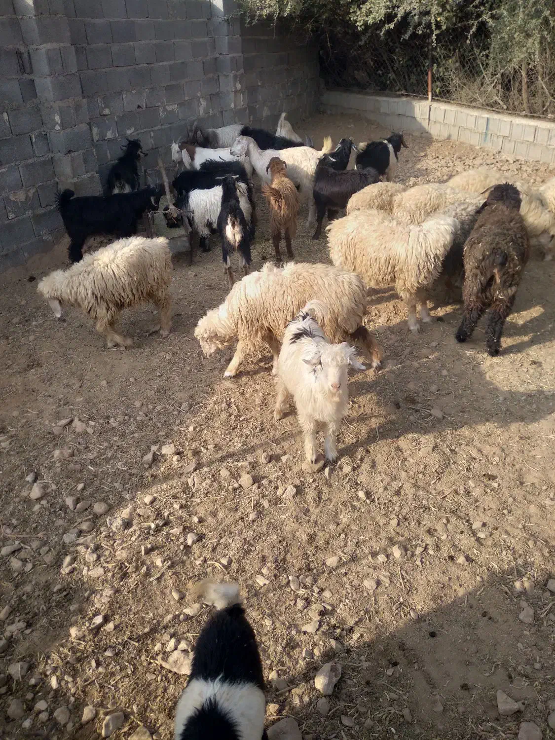 کهره|حیوانات مزرعه|کوه چنار, |دیوار