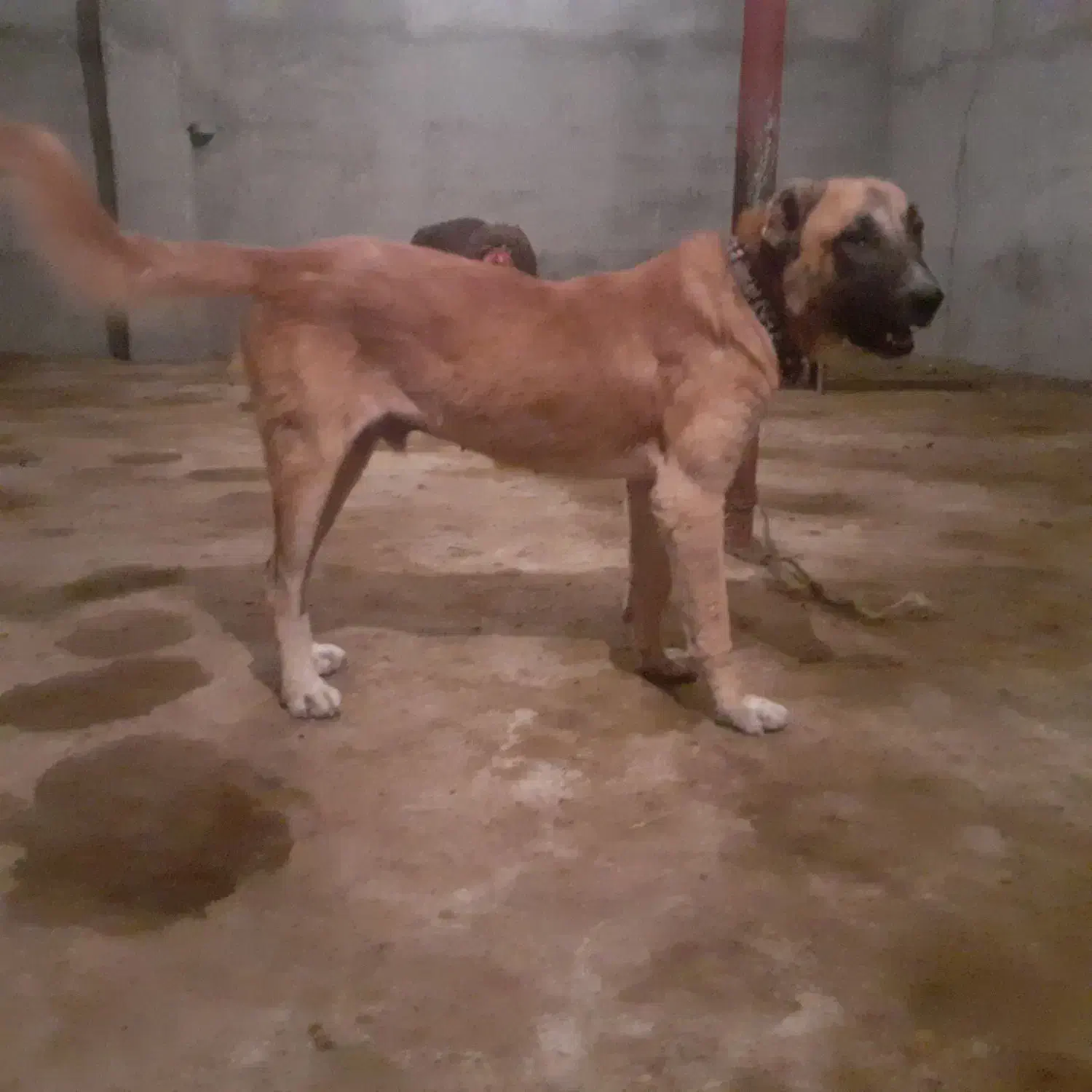 واگذاری سگ سراب کانگال|سگ|شیروان (خراسان), |دیوار