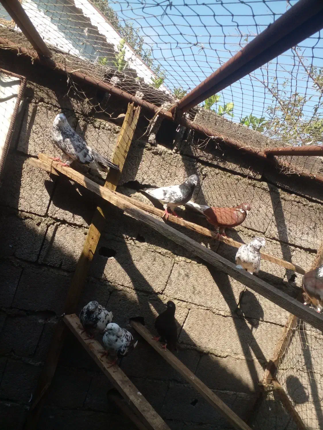 کبوتر های پرشی|پرنده|آستانه اشرفیه, |دیوار