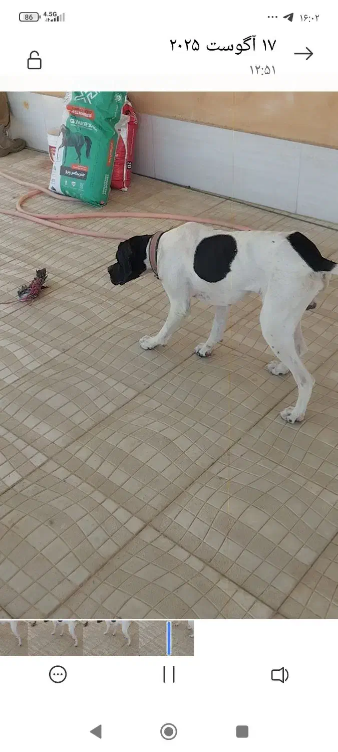 دو قلاده سگ|حیوانات|سنندج, |دیوار