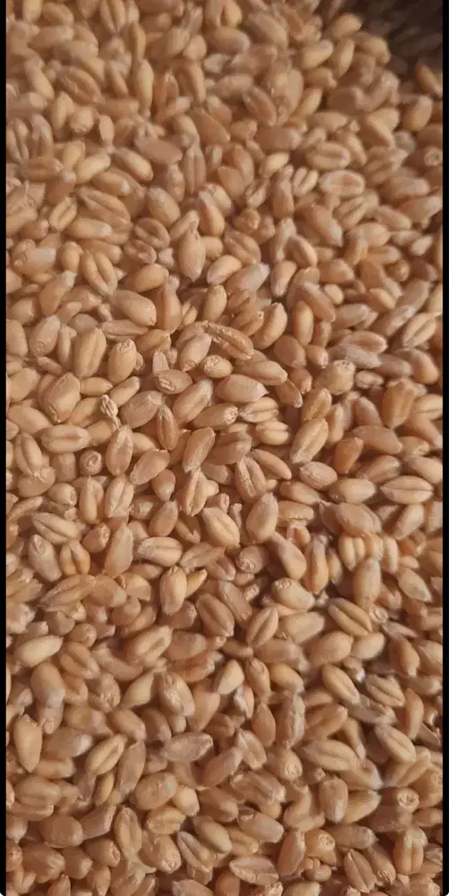 بذر گندم سارنگ|خدمات باغبانی و درختکاری|بیضا, |دیوار