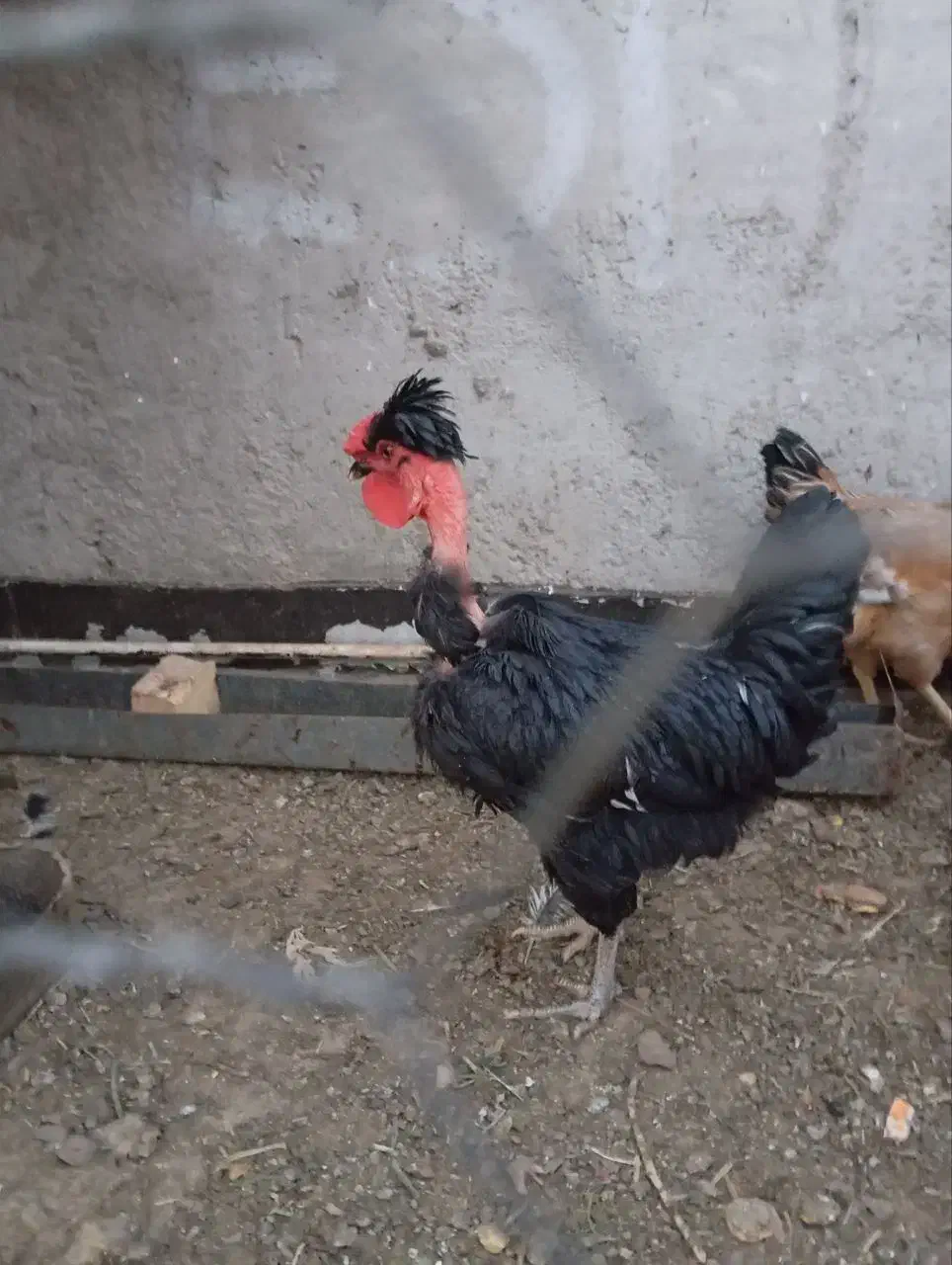 خروس|حیوانات مزرعه|اردکان, |دیوار