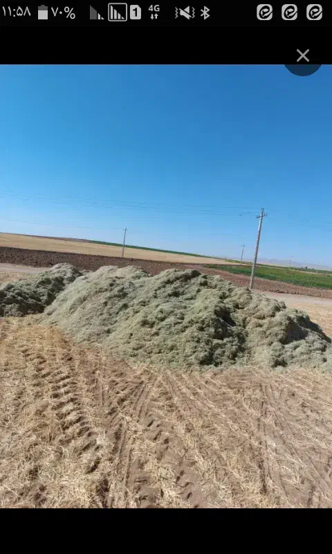 *تخمه دامی ک اه سبز و سفید *|حیوانات مزرعه|حبیب آباد, |دیوار