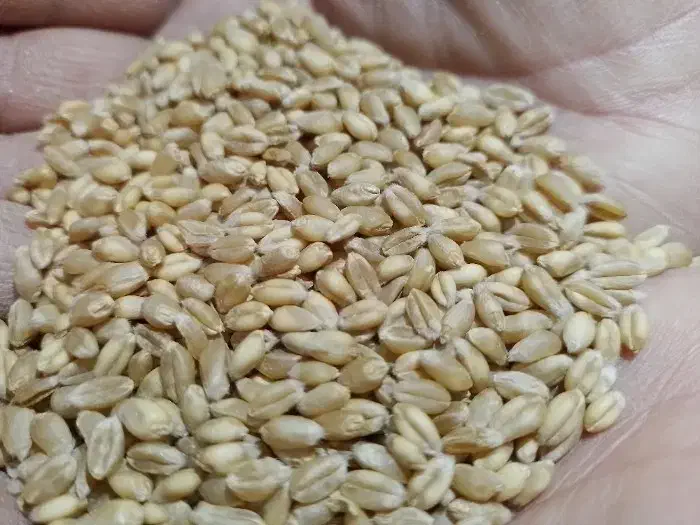 فروش بذر گندم|عمده‌فروشی|حسن آباد, |دیوار