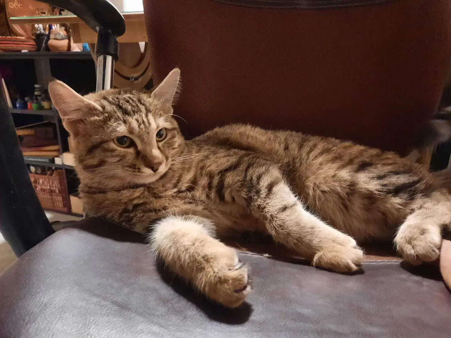 واگذاری گربه DLH|گربه|سنندج, |دیوار