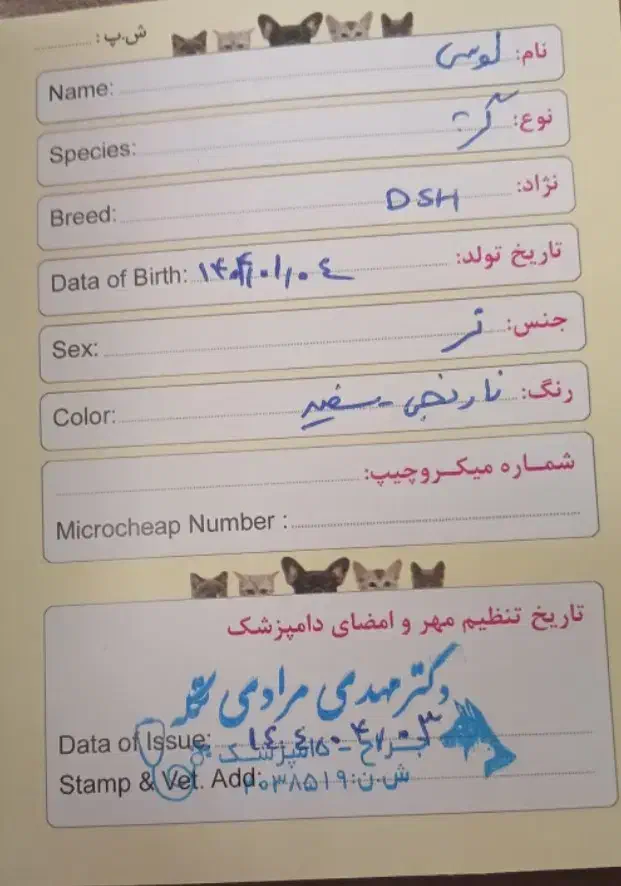 گمشده|گربه|اردبیل, |دیوار