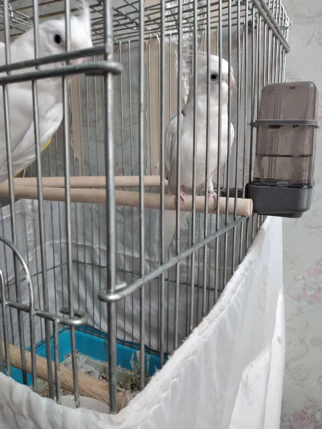 عروس هلندی آلبینو دوکت پروانه ای مهر مولد|پرنده|بهارستان, |دیوار