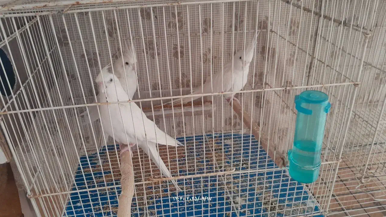 عروس هلندی آلبینو|پرنده|تربتحیدریه, طالقانی|دیوار