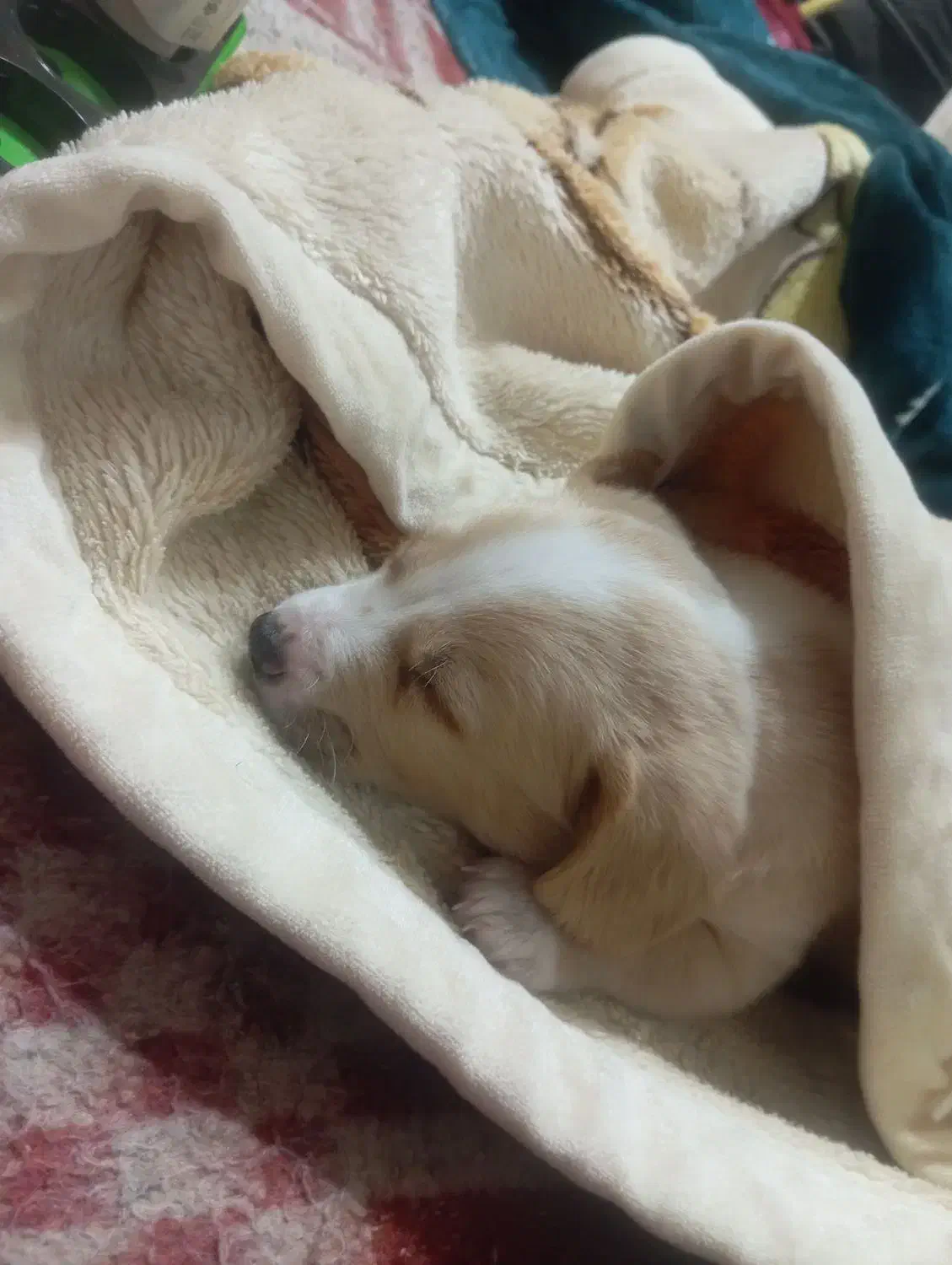 میکس پامر شیتزو|سگ|شاهرود, |دیوار