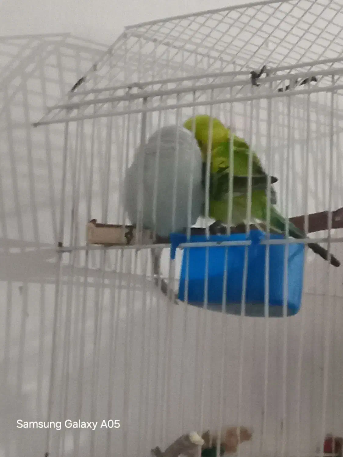 مرغ عشق|پرنده|تهران, امیر بهادر|دیوار