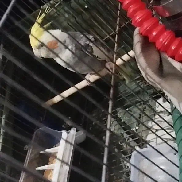 عروس هلندی|پرنده|جوین, |دیوار