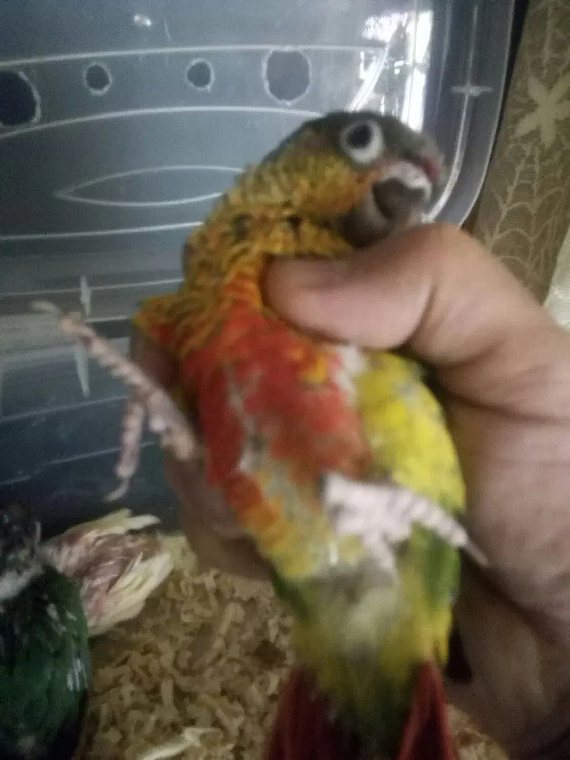 جوجهگرینچکسرلاکیوکوتوله،وکوتولهمولد|پرنده|بروجن, |دیوار