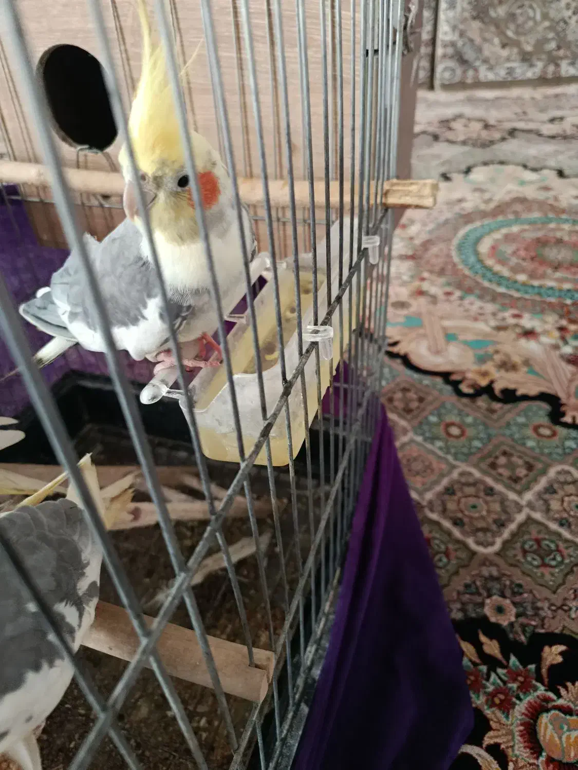 عروس هلندی|پرنده|گلستان (تهران), |دیوار