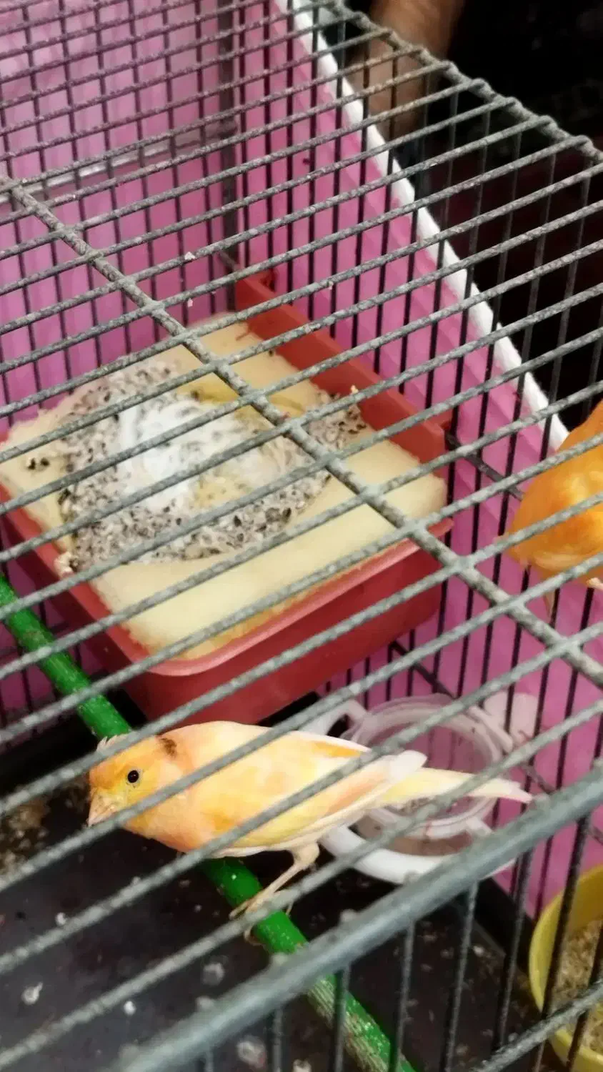 فروش یک جفت قناری لاکی نر وماده|پرنده|شیراز, شهرک پرواز|دیوار