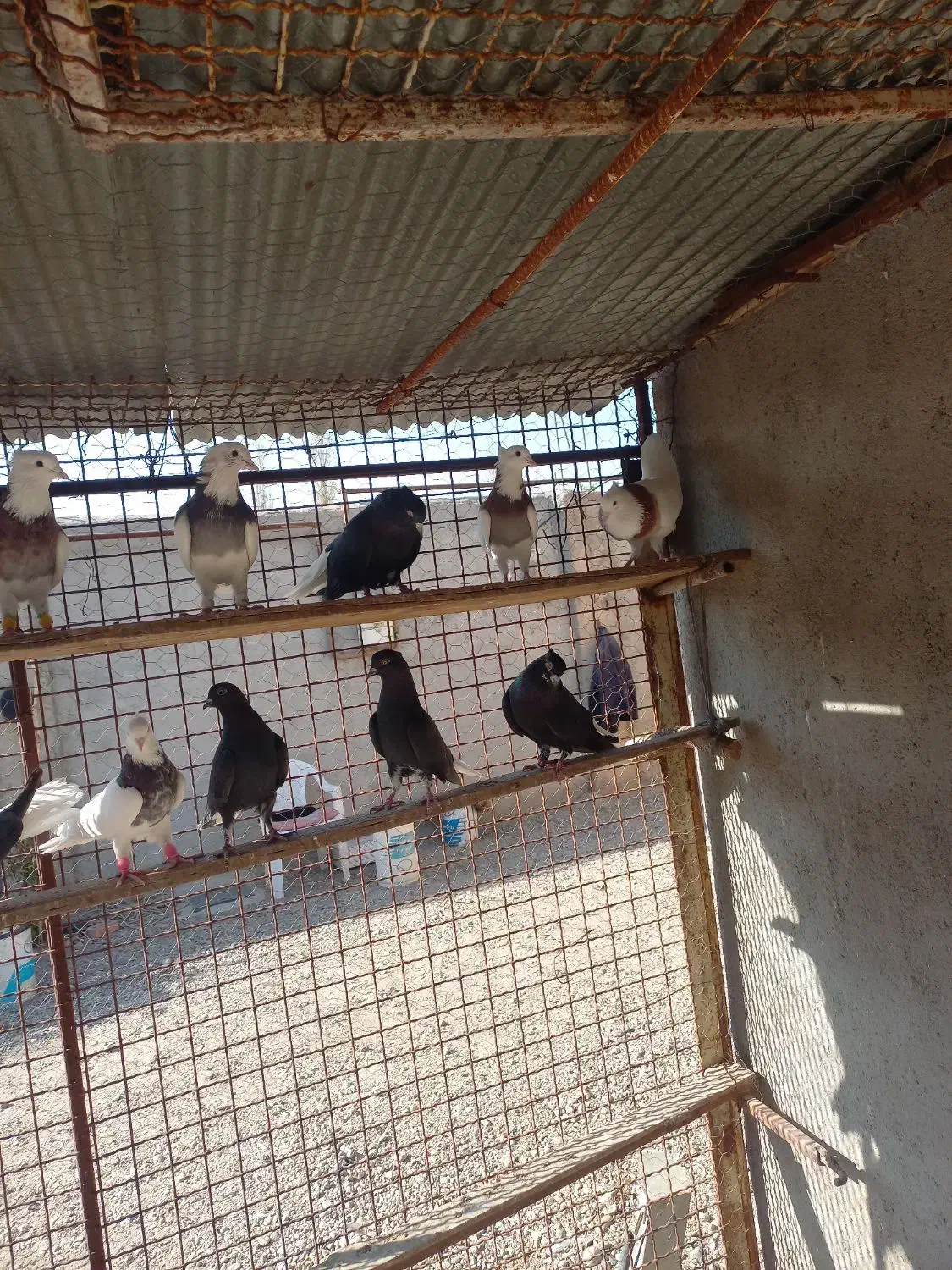 کفتر|پرنده|اردبیل, |دیوار