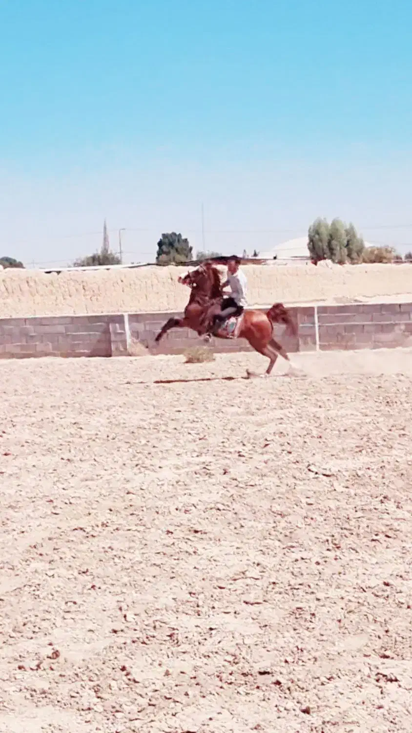 اسب کورد|اسب و تجهیزات اسب‌سواری|میبد, |دیوار