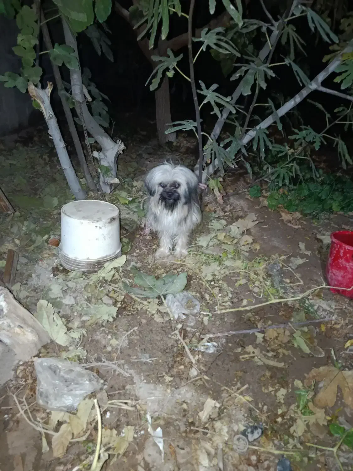 شیتزو سگ خانگی|سگ|ماهدشت, |دیوار