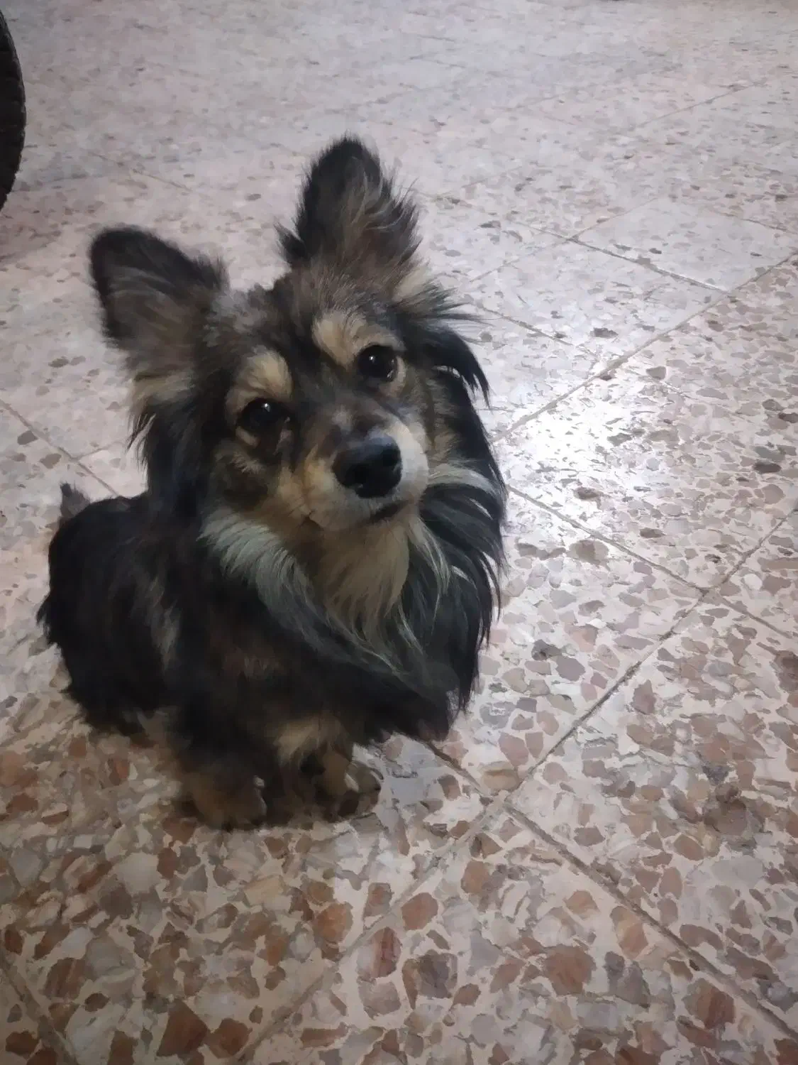 سگ گمشده|سگ|شوشتر, |دیوار