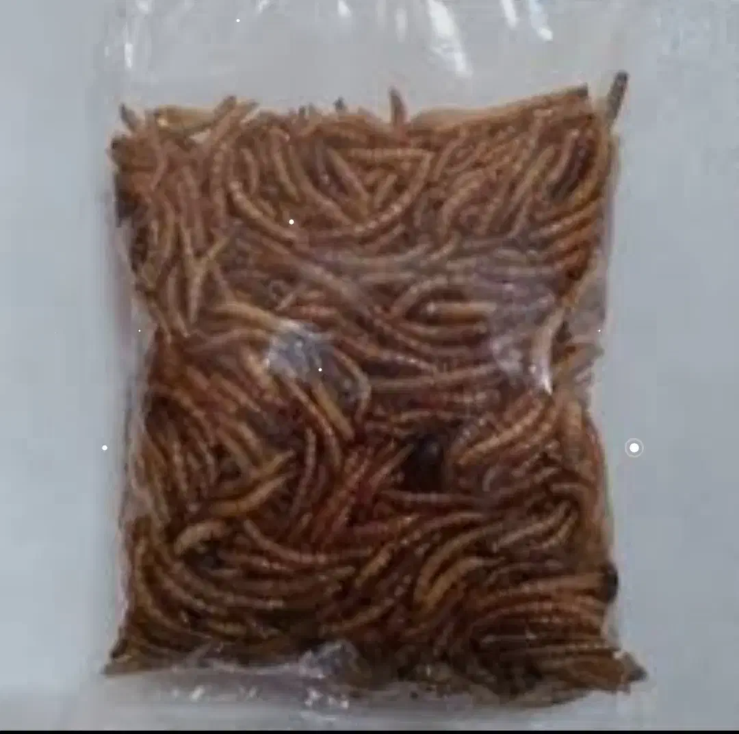 تولید و عرضه مستقیم کرم میلورم(اولین بار در منطقه)|خزنده|مراغه, |دیوار