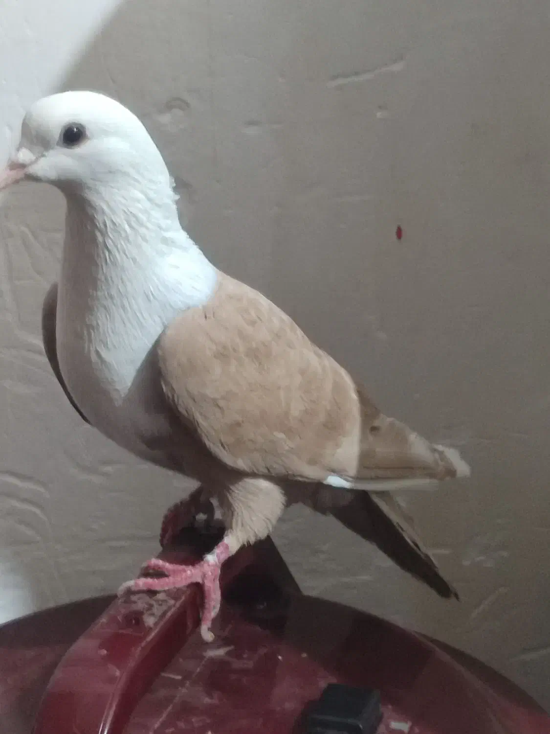 کبوتر|پرنده|مشهد, مهدی آباد|دیوار