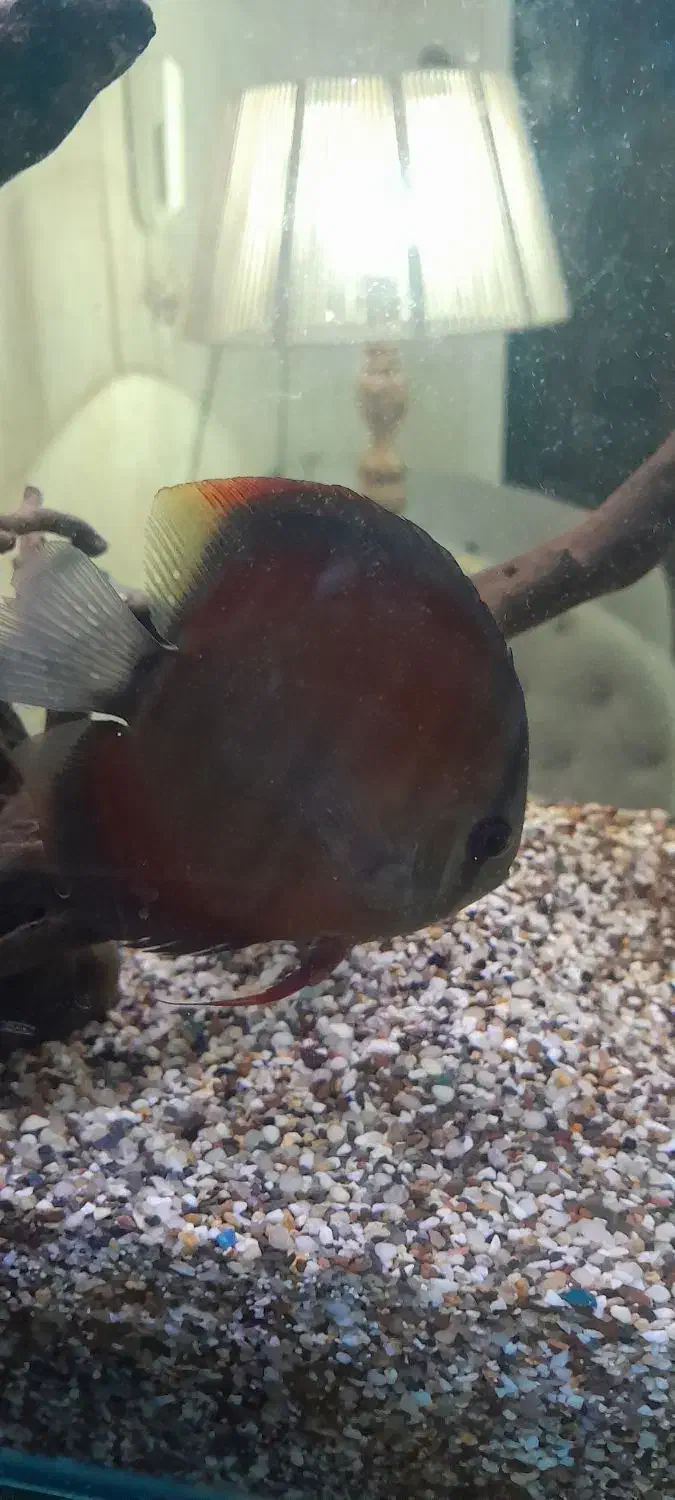 ماهی دیسکس|ماهی|اهواز, بهارستان|دیوار