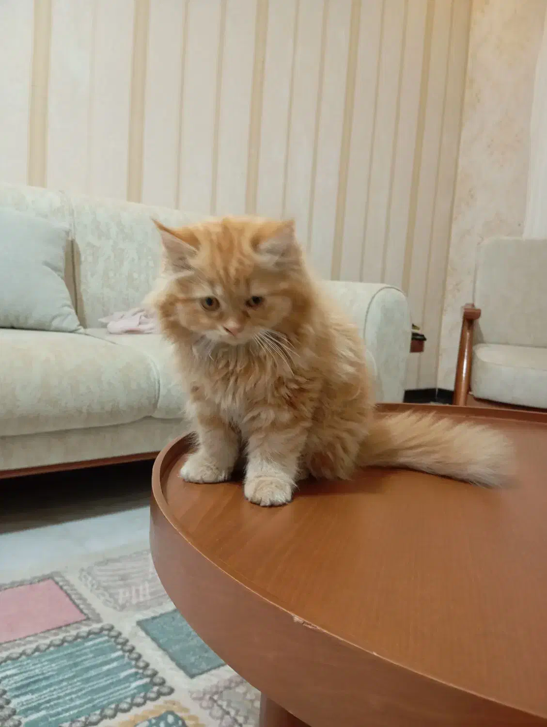 گربه پرشین|گربه|کهریزک, |دیوار