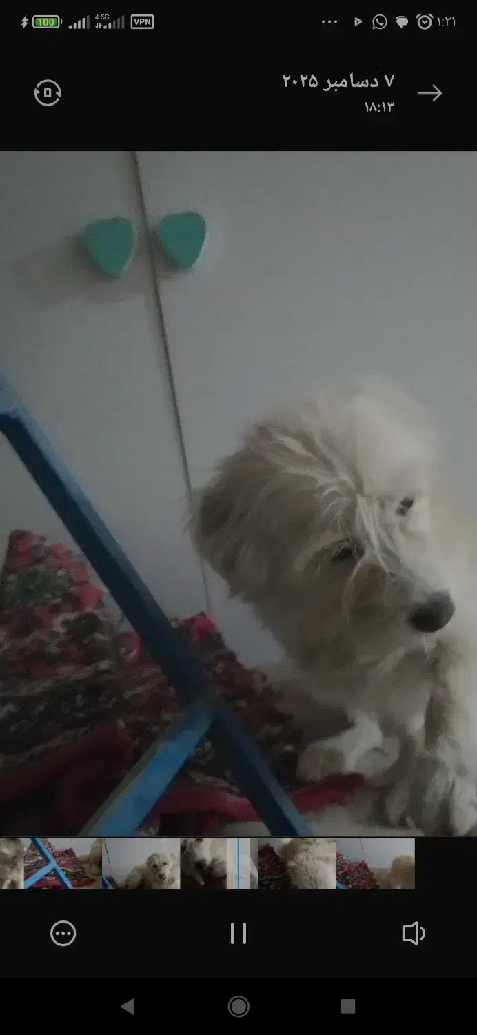 فروشی|سگ|جلفا, |دیوار