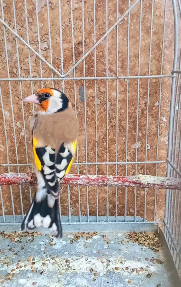 ۱۰ عدد سهره جفتی کت باز کن|پرنده|بروجرد, |دیوار