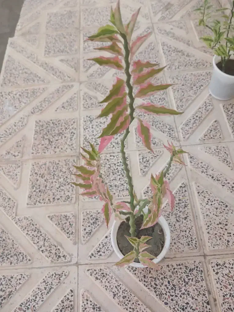 گل خانگی|گل و گیاه طبیعی|سنندج, |دیوار